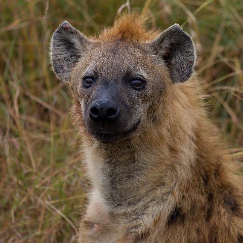 044 Kenia, Masai Mara, hyena.jpg